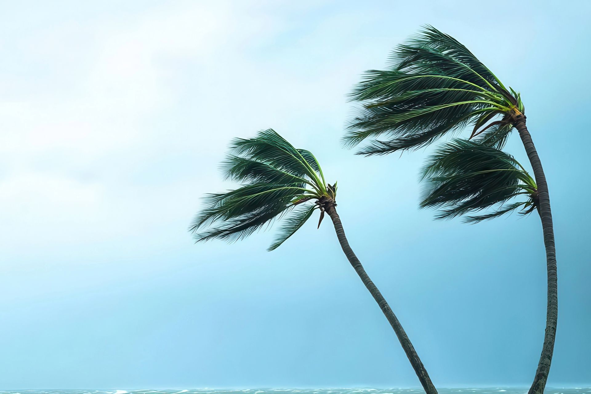 Two palm trees blowing in the wind near the ocean