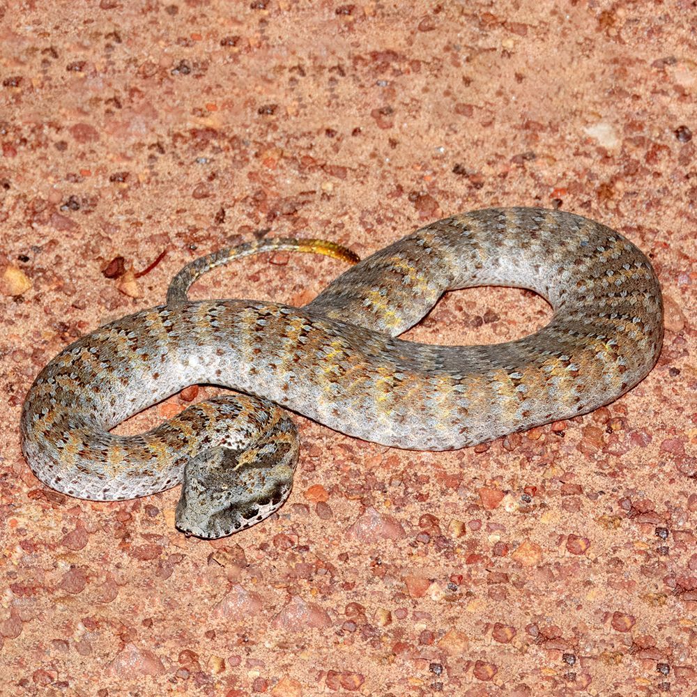 A death adder is laying on the ground on a rocky surface.