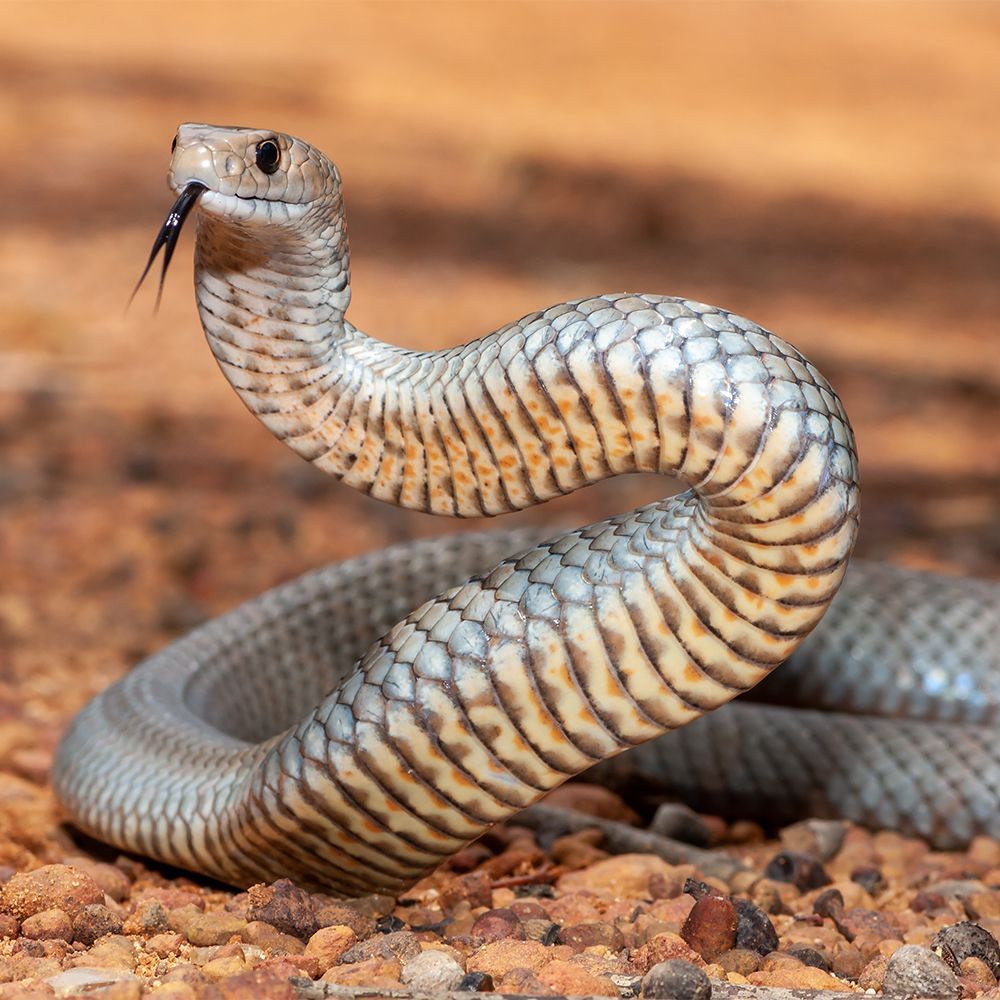 A close up of an eastern brown snake with its tongue out on the ground.