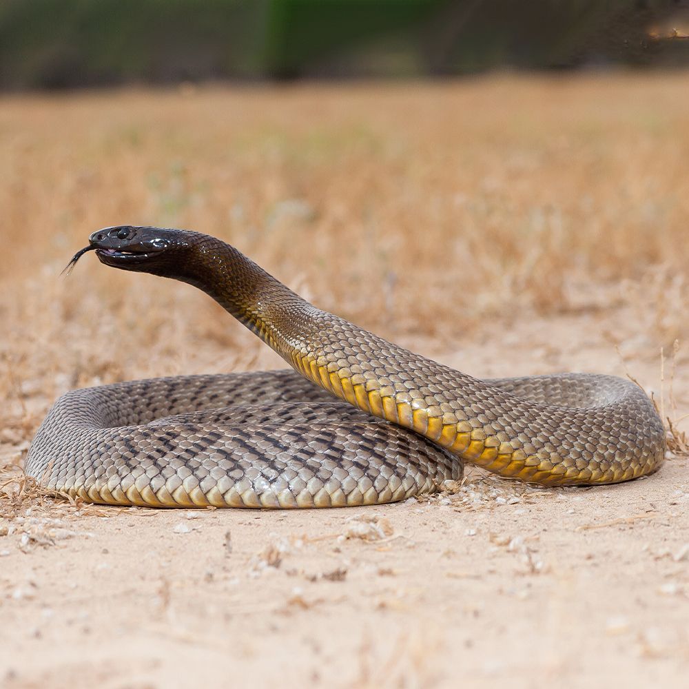 An inland taipan is laying on the ground with its tongue out.