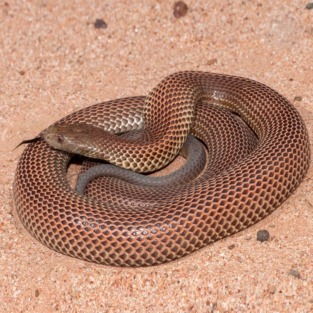 A mulga brown snake is curled up on a sandy surface.