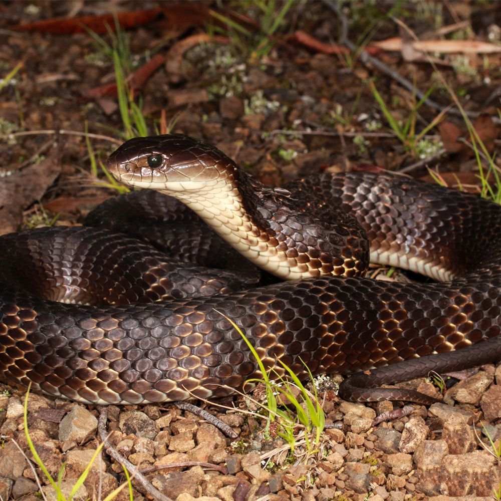 A close up of a tiger snake laying on the ground