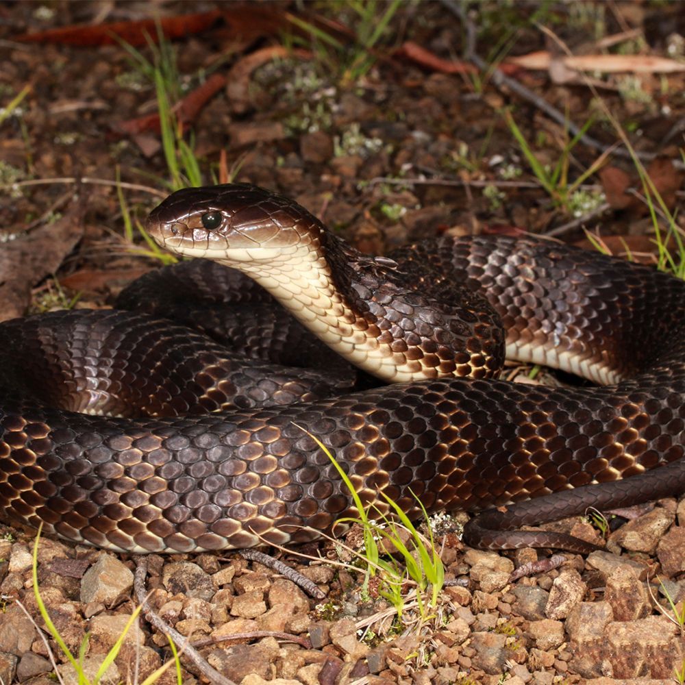 Snake Bites in Australia: Everything You Need to Know