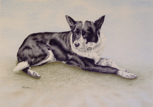 Welsh Collie coloured pencil painting
