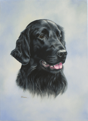 Flat coated retriever oil painting