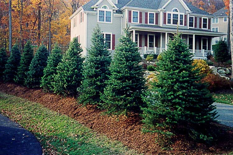 Trees Beside The Driveway — Thornwood, NY — Harry Hudd Architectural Landscapes