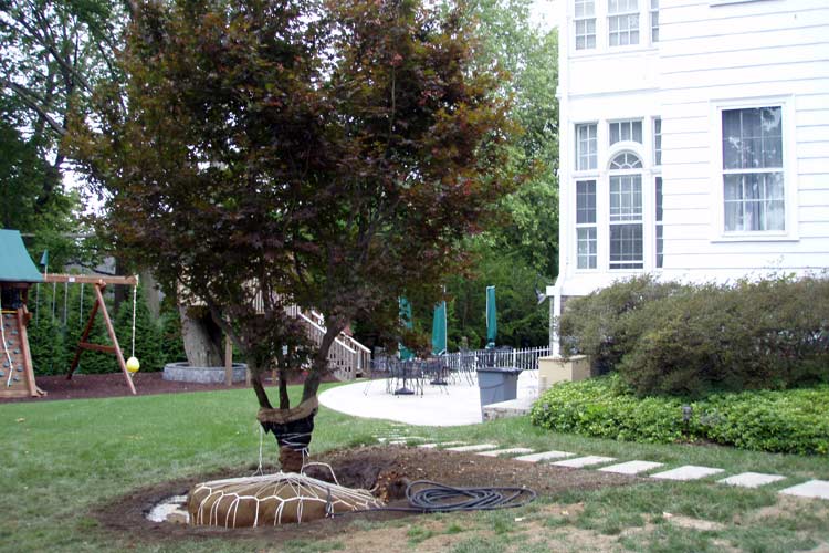 Tree On The Backyard — Thornwood, NY — Harry Hudd Architectural Landscapes