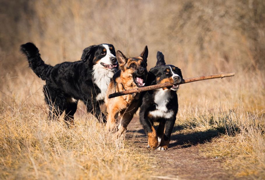 Three dogs running through dry grass, carrying a stick together