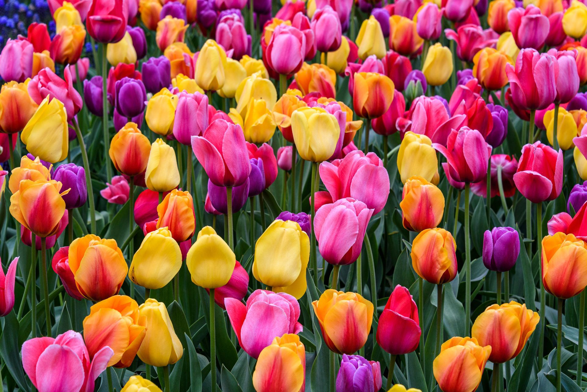 Colorful tulips in pink, yellow, and orange blooming densely in a garden