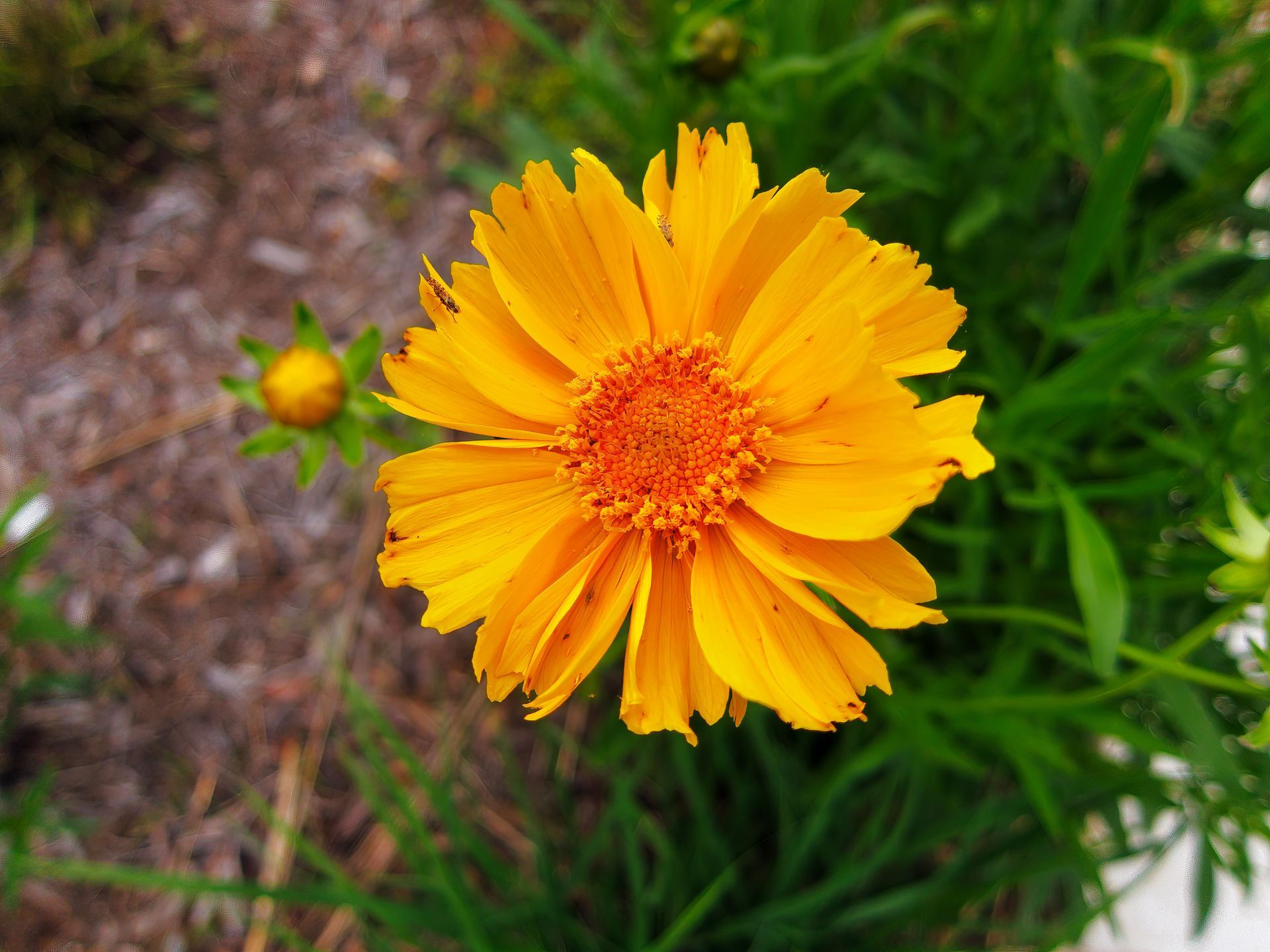Bright yellow-orange flower blooming in a garden, with a small bud beside it.