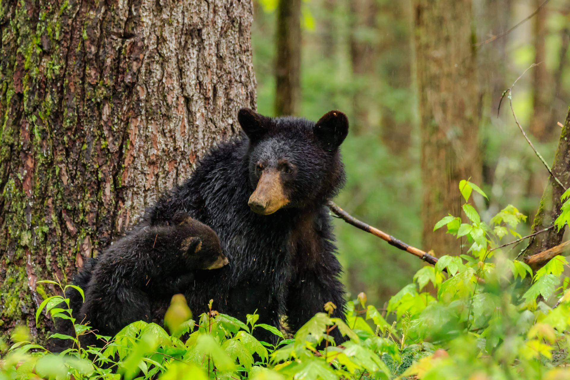 Black bear sitting by a tree in a green forest, surrounded by foliage