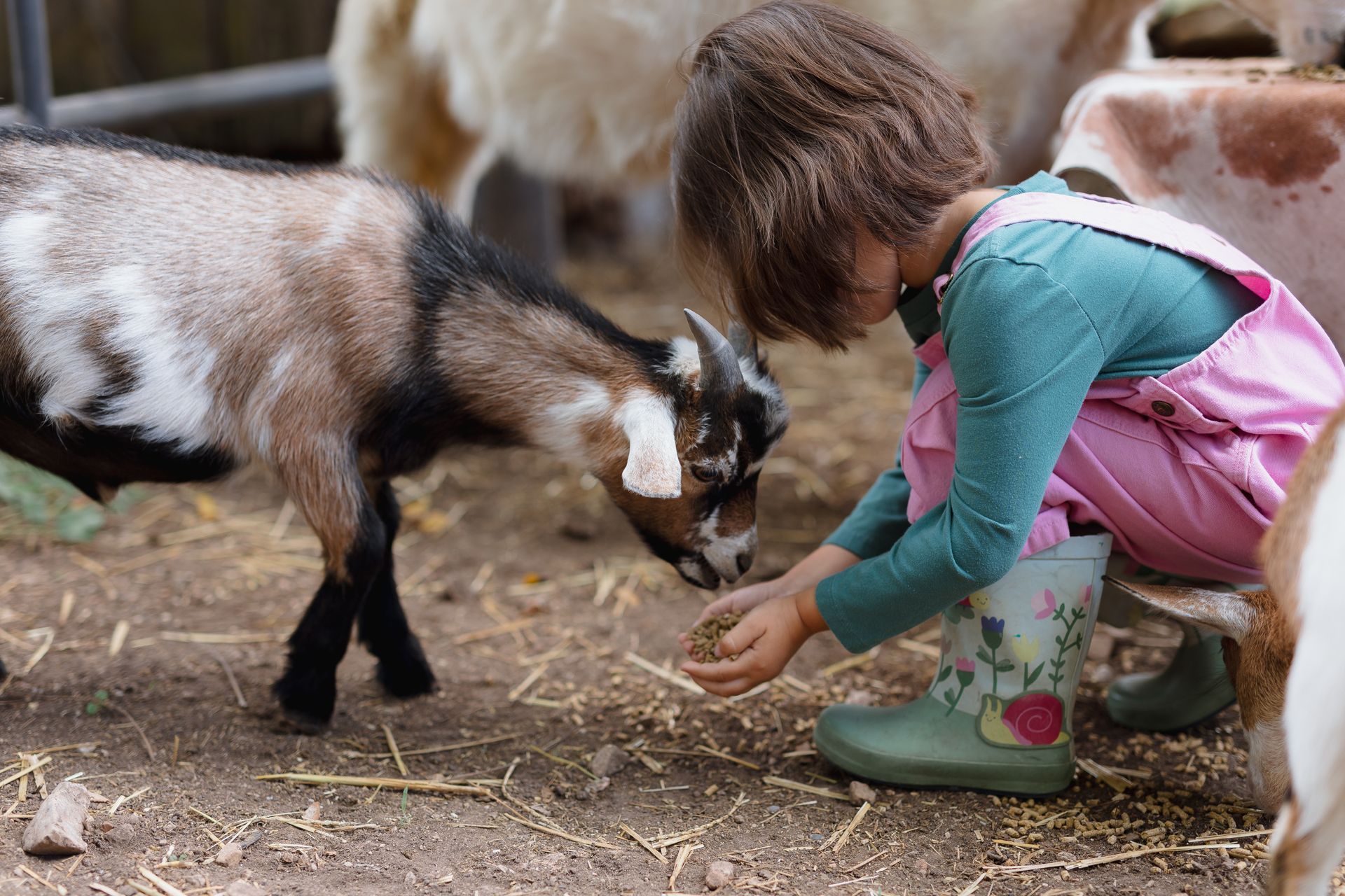 Young child in pink overalls crouches to feed a black-and-white goat in a barnyard.