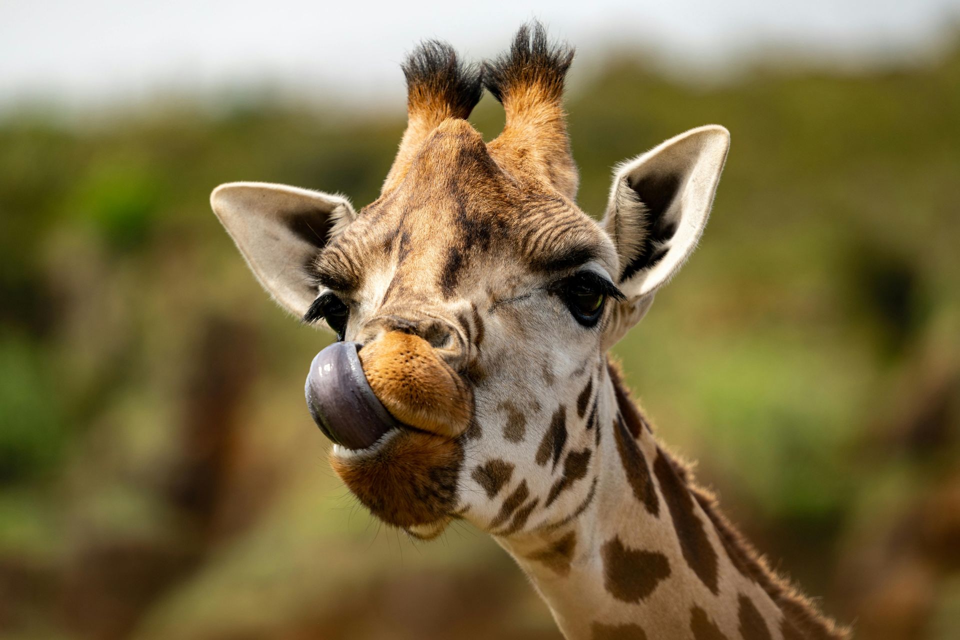 A close up of a giraffe 's head and neck with trees in the background.