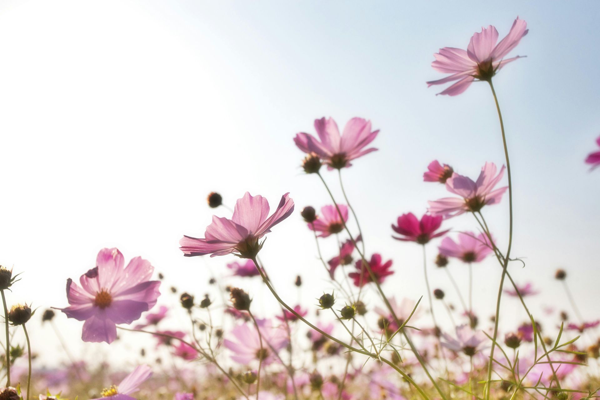 A field of pink flowers against a blue sky