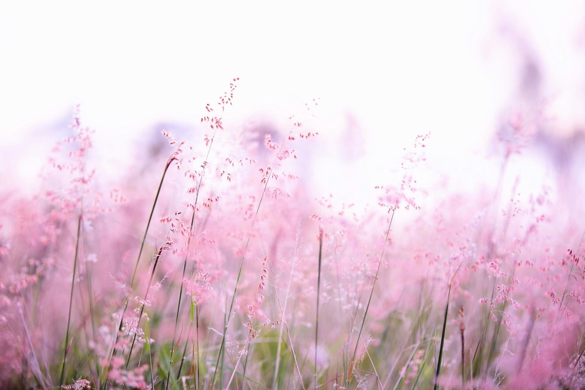 A field of pink flowers with a white background