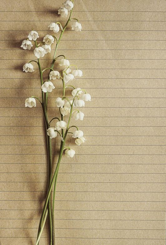 A lily of the valley flower is sitting on a piece of paper.