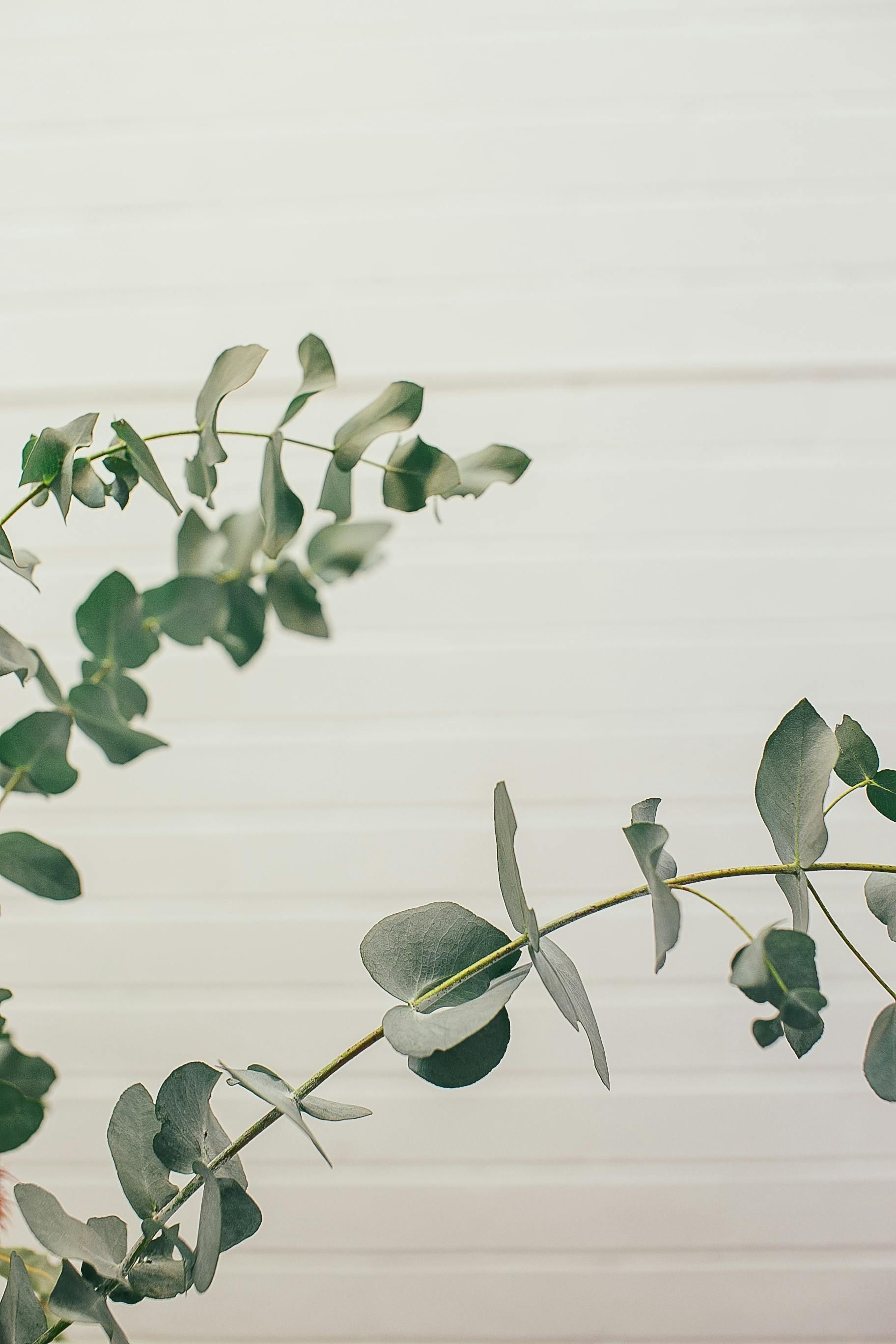 A close up of a eucalyptus branch with leaves on a white background.