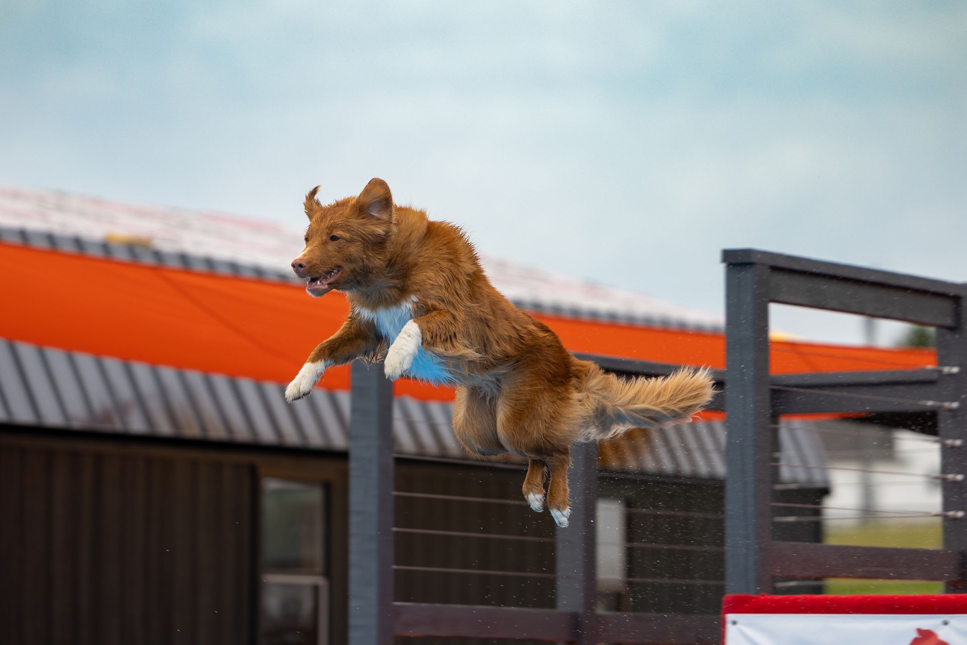 Dog diving at DARK K9 Sports