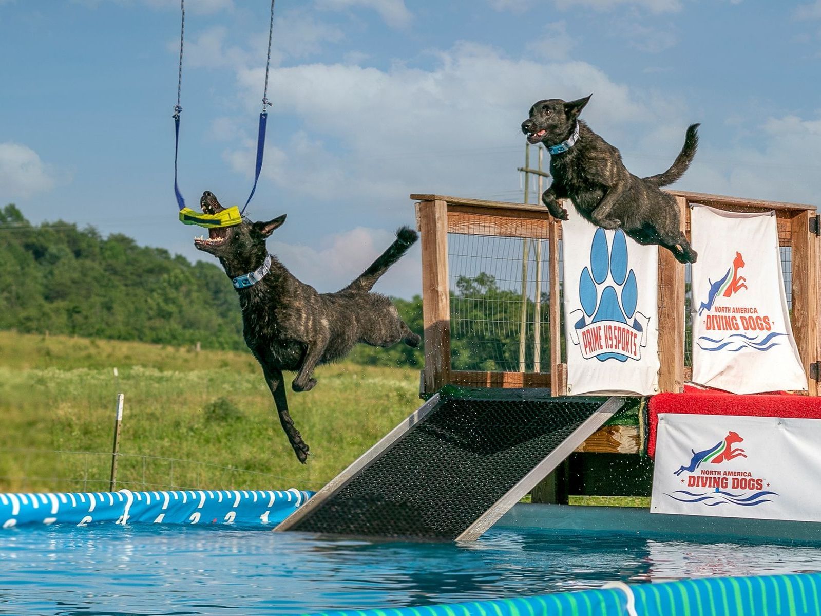 two dogs are jumping over a bridge into a pool .