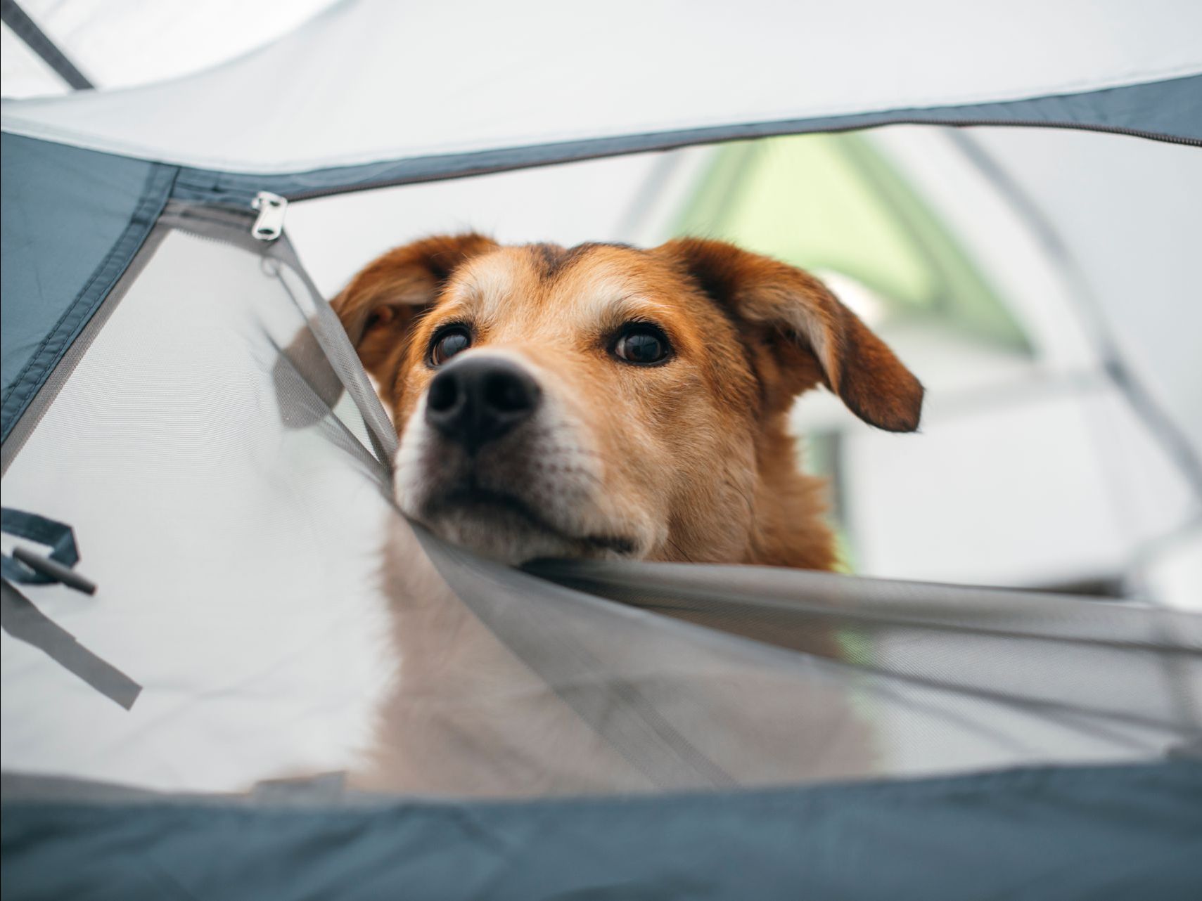 a dog is looking out of a tent .