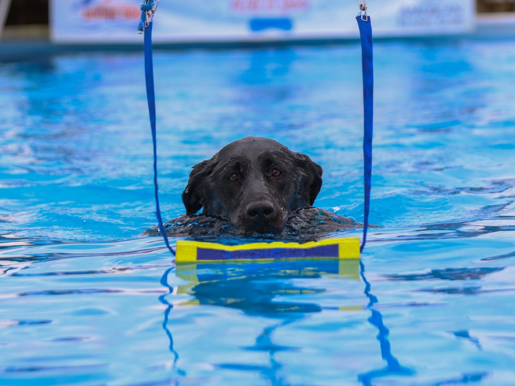 a black dog is swimming in a swimming pool .