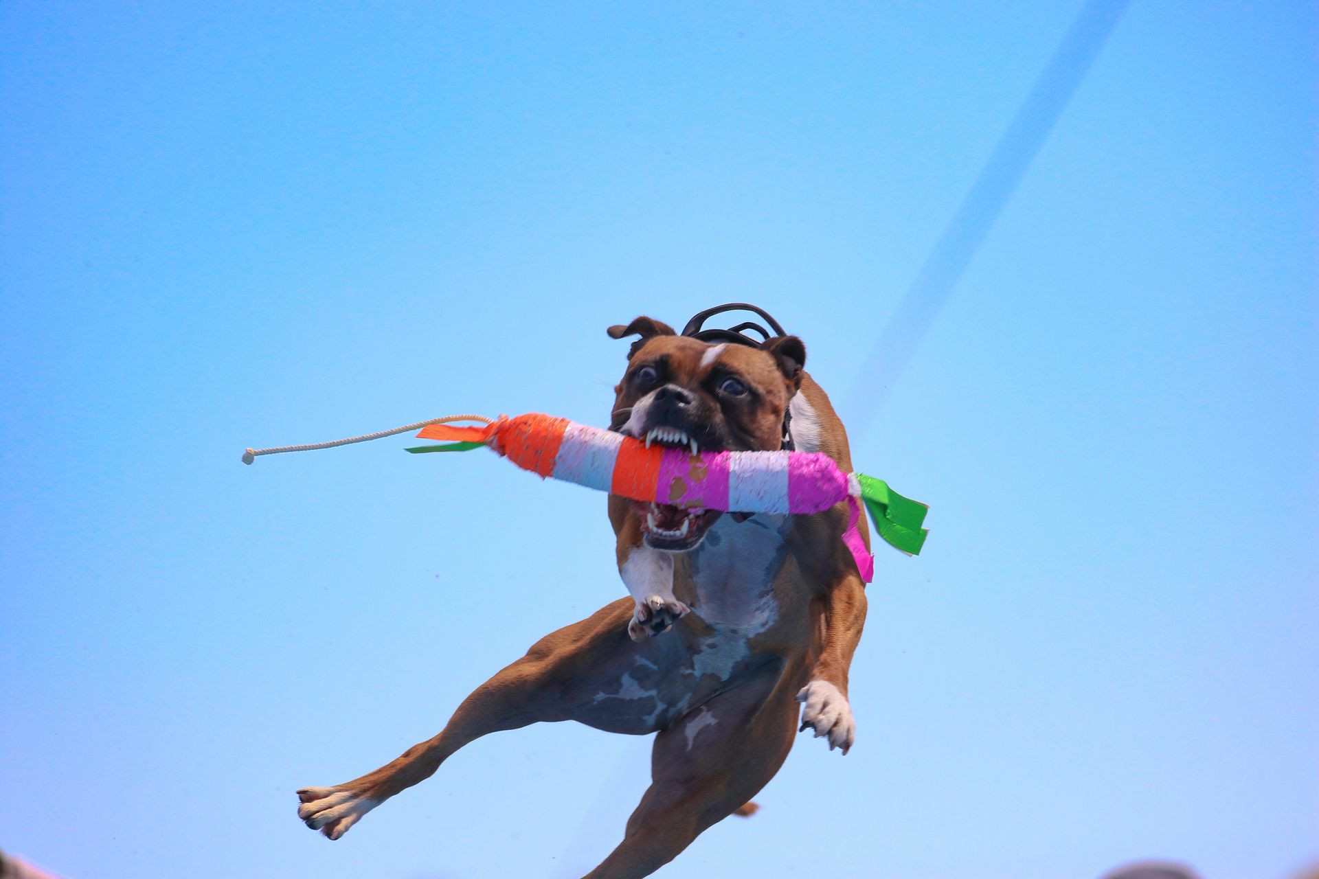 a dog is flying through the air with a life preserver in its mouth .