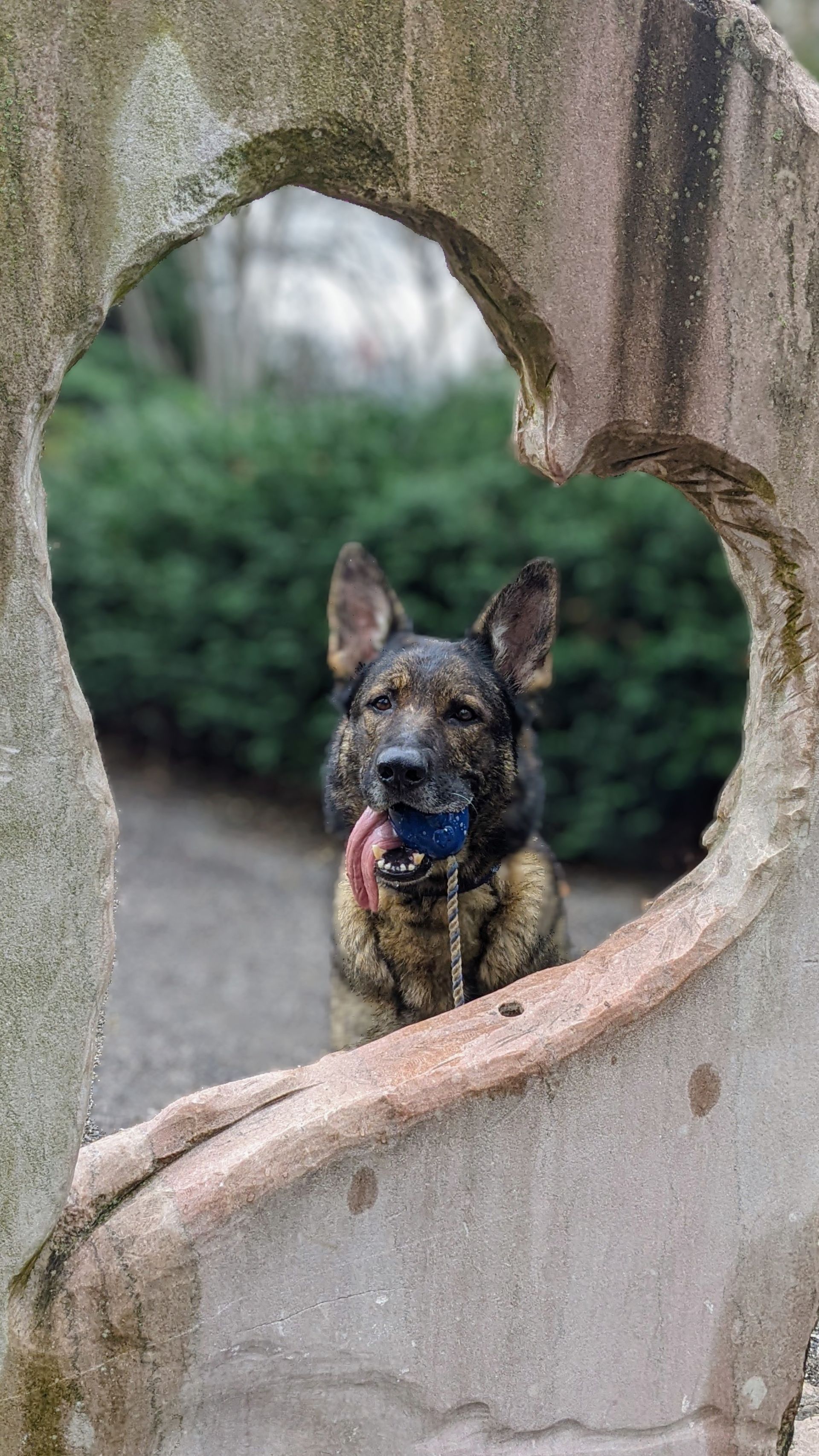 a german shepherd dog is sitting in a heart shaped hole in a stone wall .