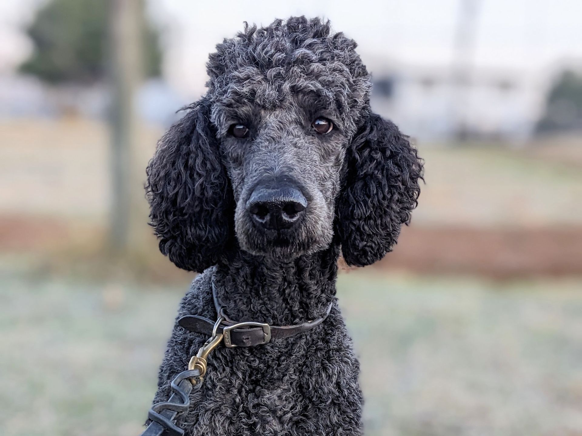 a black poodle is sitting in a field and looking at the camera .