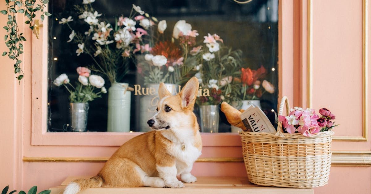 Een hond zit op de vensterbank naast een mand met bloemen.