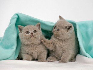 Personal and individual attention for your cat while you're away - Lower Stondon - Van Ness Boarding Cattery - Cats Cats