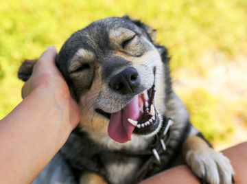 Dog Flea Treatment — Dog  Taking a Vaccination in San Antonio, TX