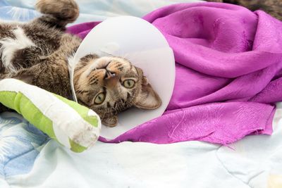 Post Veterinary Surgery — Cat After Surgery in San Antonio, TX