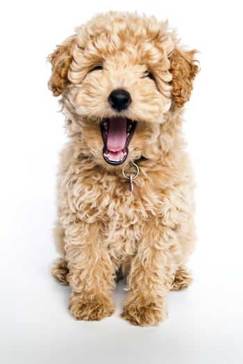 Small Dog Medicine — Vaccinations Puppy Dog in San Antonio, TX