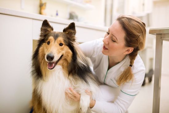 Veterinary Dog Medicine — Dog Check Up in San Antonio, TX