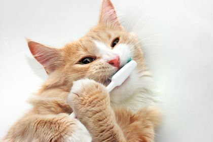 Cat Dentist — Cat Dental Services in San Antonio, TX