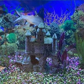 A large fish tank filled with lots of fish and corals.