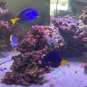 A group of fish are swimming in a tank.