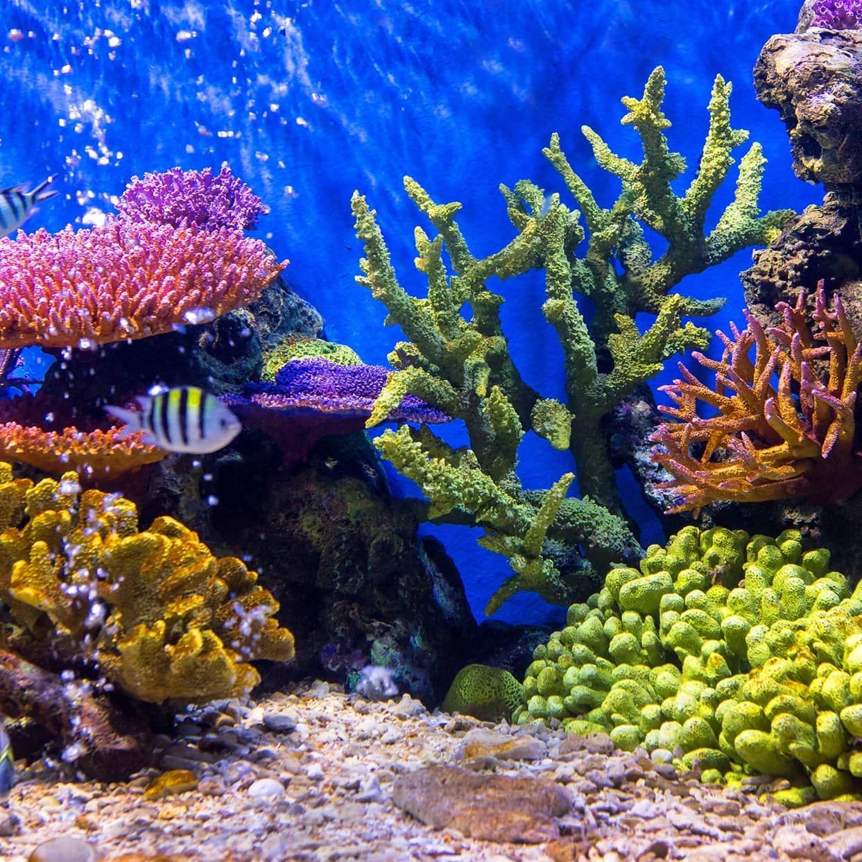 Start Your Aquatic Journey