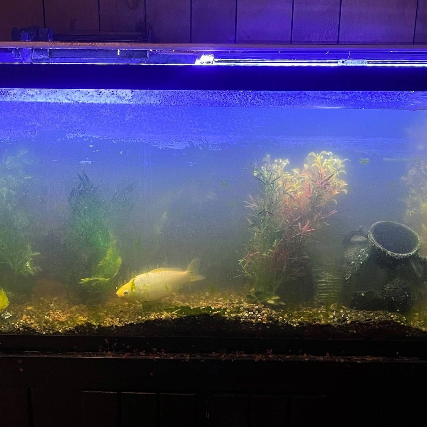 A large fish tank filled with fish and plants.