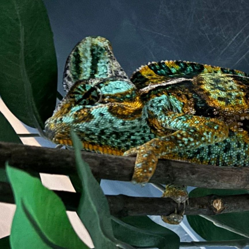 A chameleon is sitting on a branch with leaves