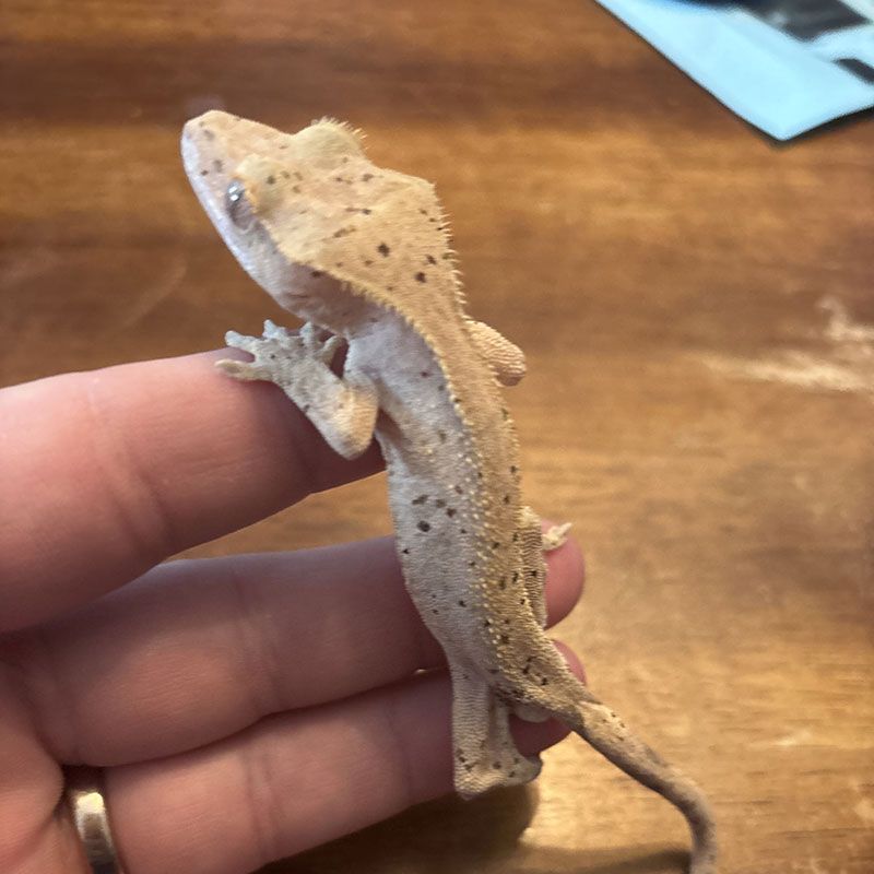 Fish & Reptiles