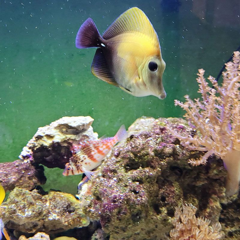 Discover Our Lush Aquarium Plants & Corals