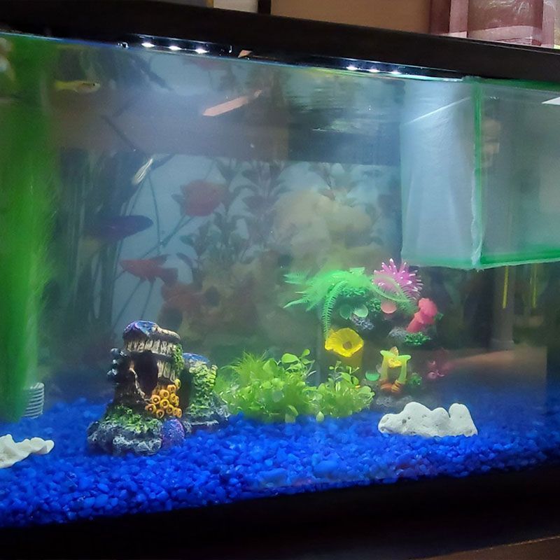 Aquarium & Terrarium Setup