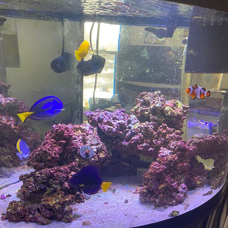 Blaykes Aquarium