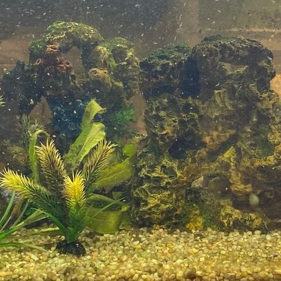 A fish tank filled with lots of plants and rocks