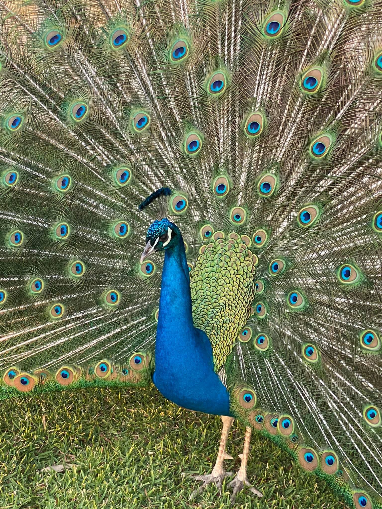 Indian Peafowl | Muswellbrook, NSW | Lake Liddell Recreation Area