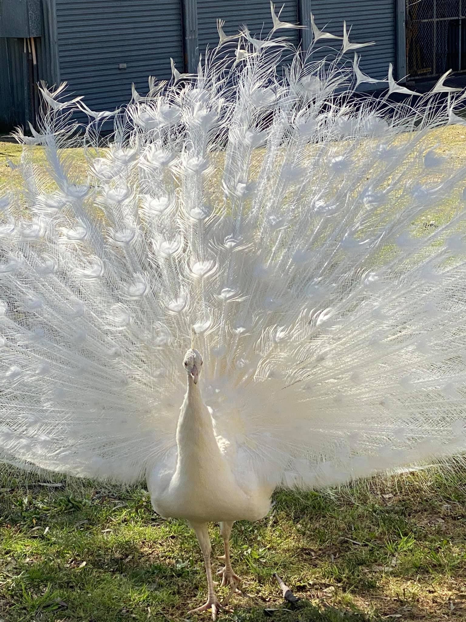 Male White Peacock | Muswellbrook, NSW | Lake Liddell Recreation Area
