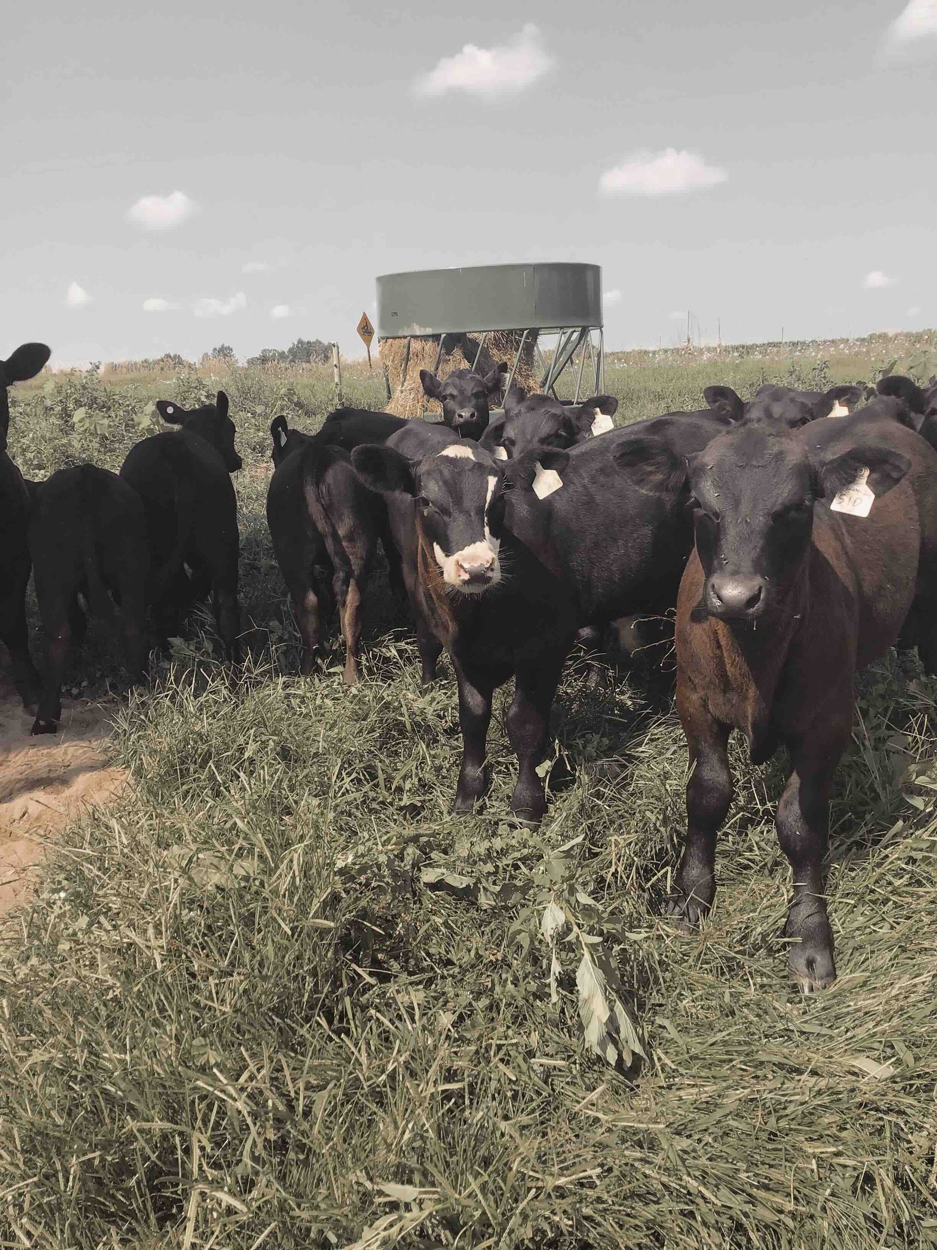A herd of cows standing in a grassy field