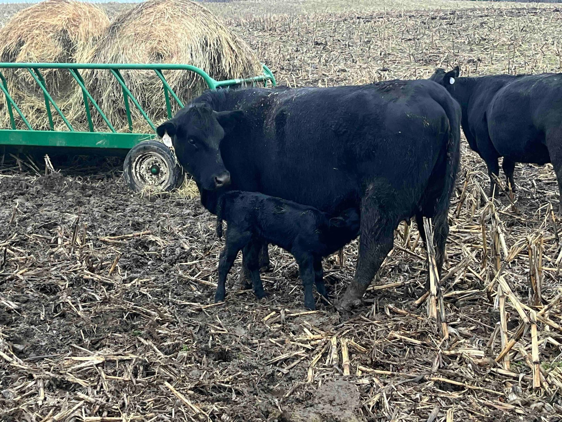 A mother cow is nursing her baby in a field.