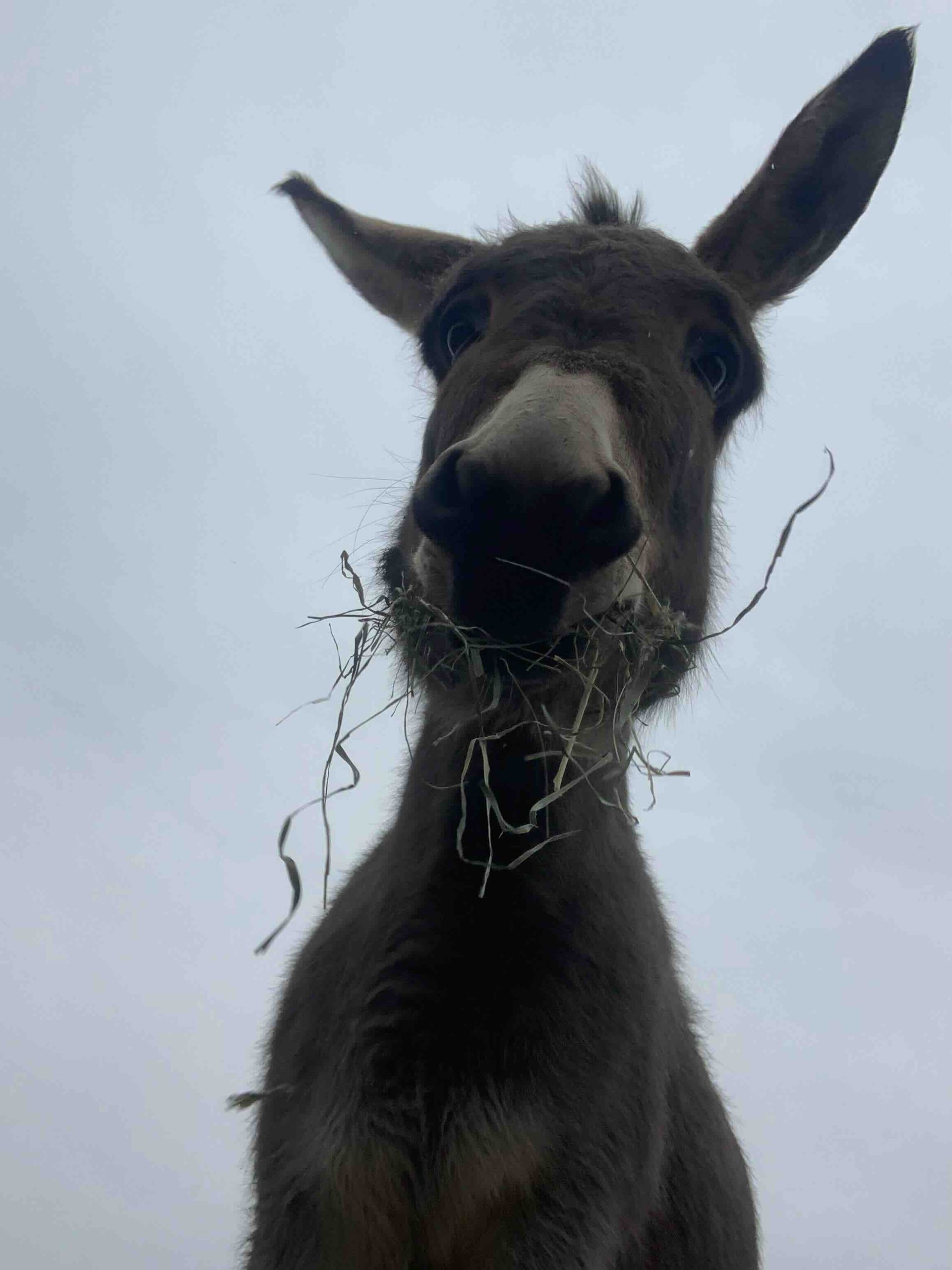 A close up of a donkey with hay in its mouth